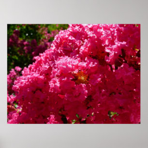 Poster Árvore de Crepe Myrtle Flor Magenta