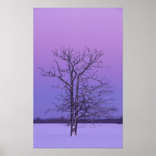 Poster Árvore de Dois Troncos ao Nascer do Sol; Condado d