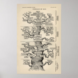 Poster Árvore de Ernst Haeckel a "de vida "