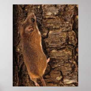 Poster Árvore de escalada do rato
