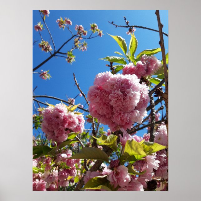 Poster Árvore de Flor Rosa-Cereja Selvagem (Frente)