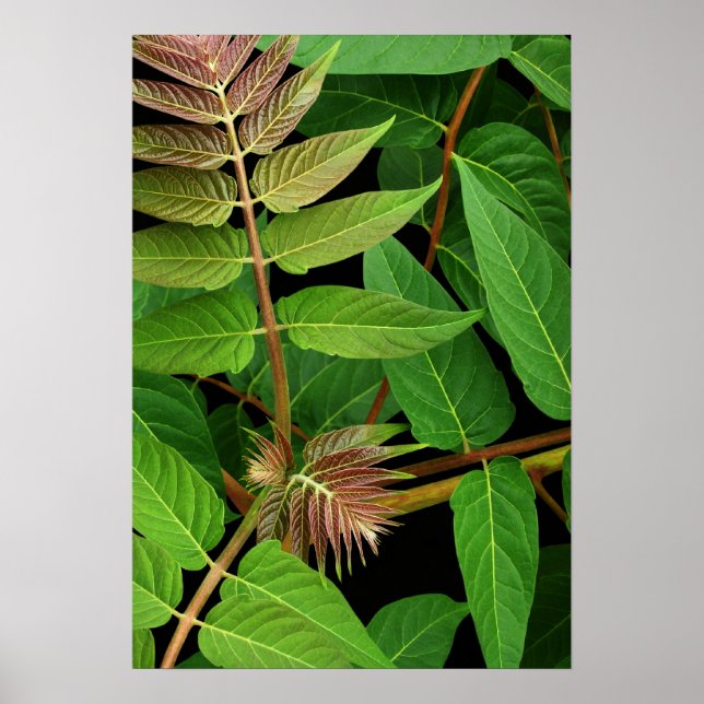 Pôster Árvore de Folhas do Céu (Frente)