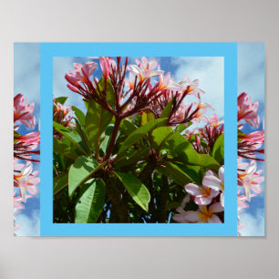 Poster Árvore de Frangipani bonito, cor-de-rosa,