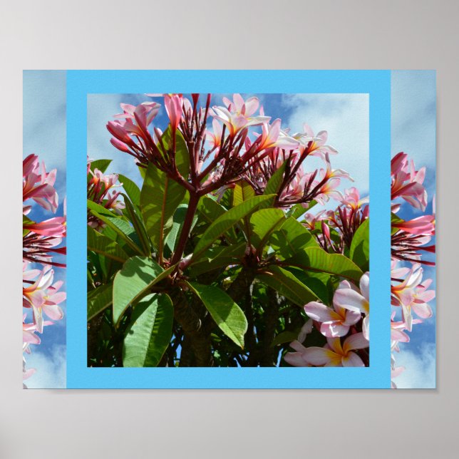 Poster Árvore de Frangipani bonito, cor-de-rosa, (Frente)