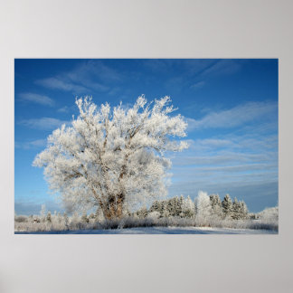 Pôster Árvore de gelo