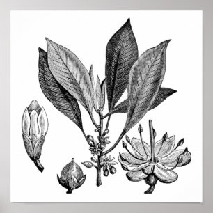 Pôster Árvore de guta-