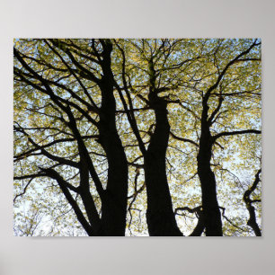 Poster Árvore de iluminação traseira grande