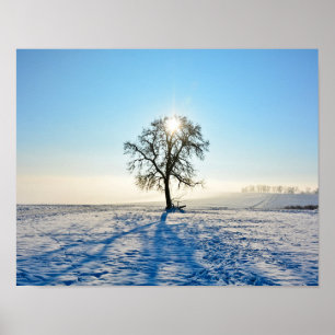 Poster Árvore de inverno - -