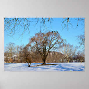 Poster Árvore de inverno com Aves