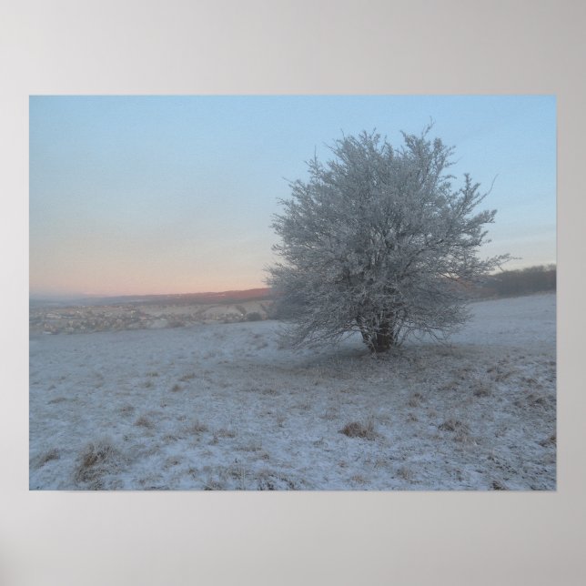 Poster Árvore de inverno sobre o nascer do sol (Frente)