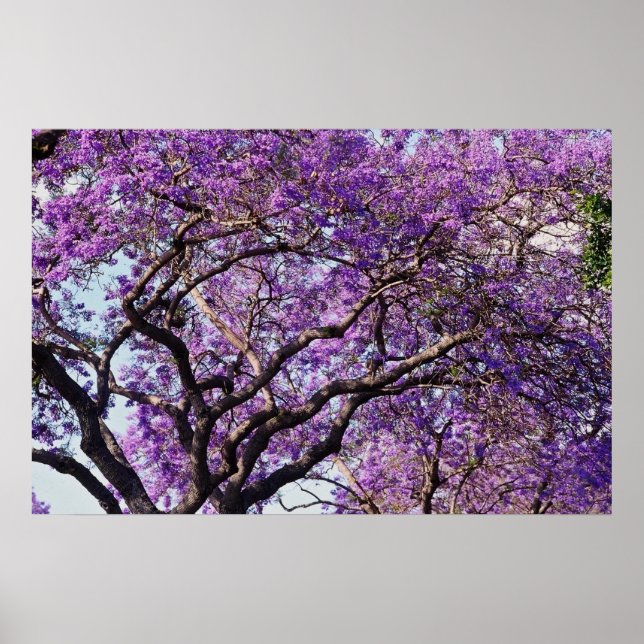Poster Árvore de Jacaranda em flores de primavera (Frente)