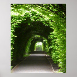 Pôster Árvore de Jardim Botânico Sombreado