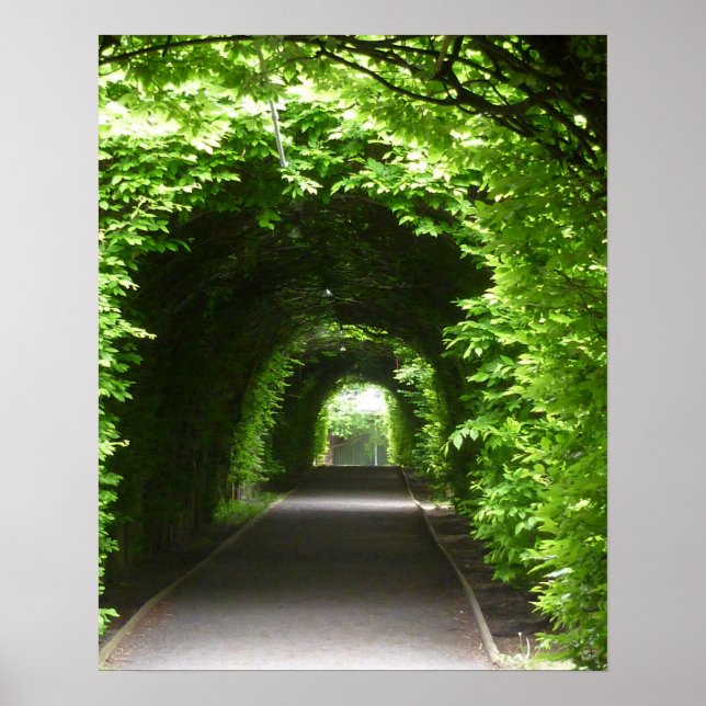 Pôster Árvore de Jardim Botânico Sombreado (Frente)