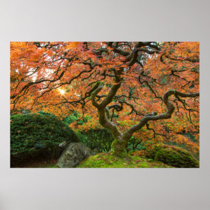 Poster Árvore De Mapeamento Nos Jardins Japoneses No Out