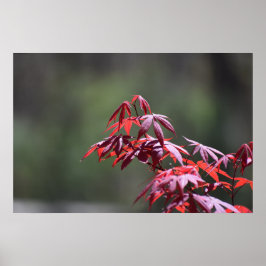 Poster Árvore de Maple,