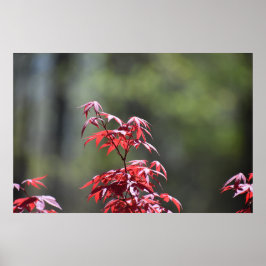 Poster Árvore de Maple,