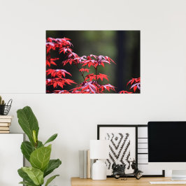 Poster Árvore de Maple,
