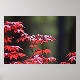 Poster Árvore de Maple,