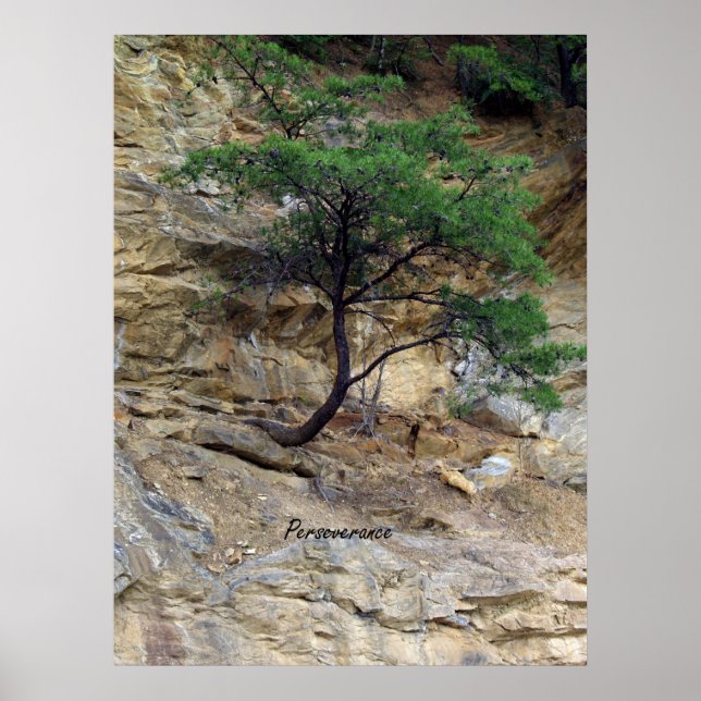 Pôster Árvore de Perseverança (Frente)