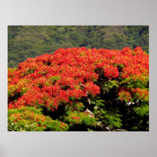 Pôster Árvore de Poinciana