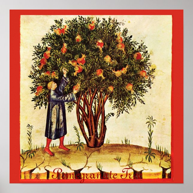 PÔSTER ÁRVORE DE POMEGRANATO ANTICO (Frente)