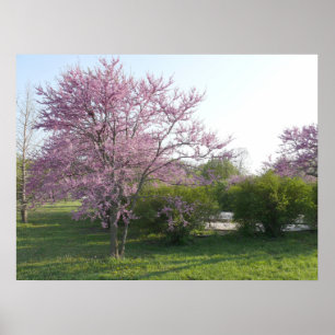 Pôster Árvore de Redbud - lago Kansas el Dorado