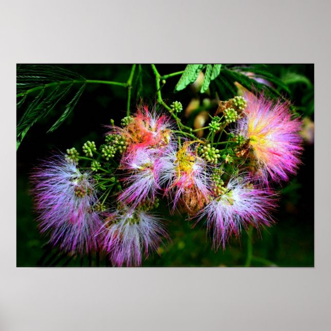 Poster Árvore de Seda Persa (Mimosa) na floração do cheio (Frente)