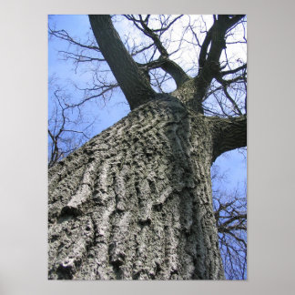 Poster Árvore de sonho