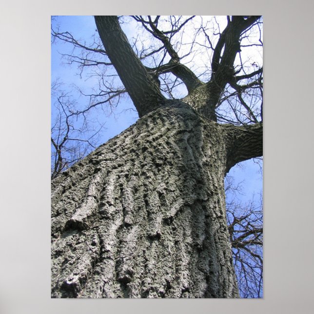 Poster Árvore de sonho (Frente)