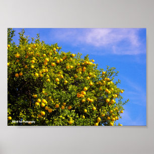 Poster Árvore de Tangerina sob o Céu Azul