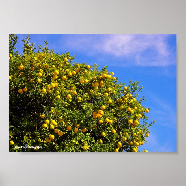 Poster Árvore de Tangerina sob o Céu Azul (Frente)