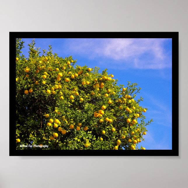 Poster Árvore de Tangerina sob o Céu Azul (Frente)