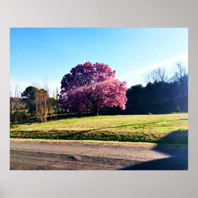 Poster Árvore de Tulipas Rosa (Frente)
