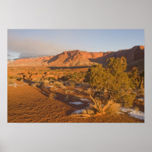 Poster Árvore de Utah (Juniper Juniperus osteosperma) em
