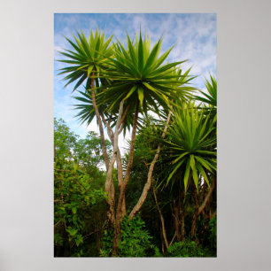 Pôster Árvore de Vela (Dracaena Concina), Ilha Aux