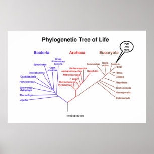 Pôster Árvore de vida filogenética você está aqui