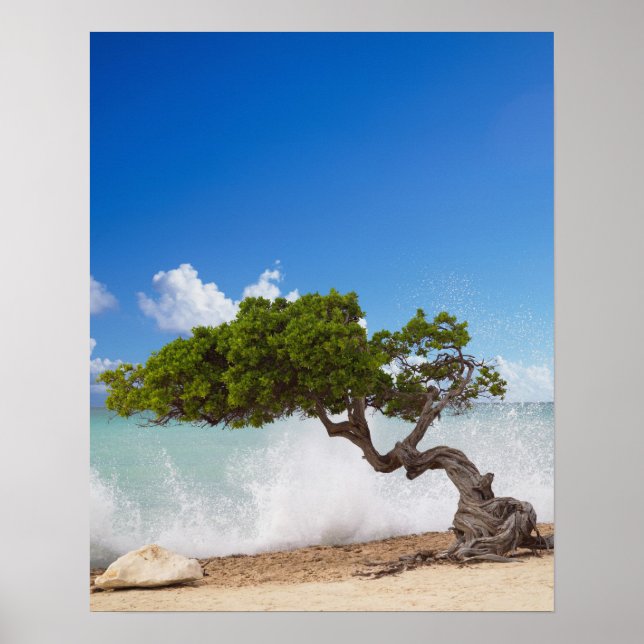 Poster Árvore Divi Divi, Praia Eagle, Aruba, Caribe (Frente)