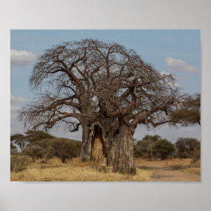 Poster Árvore do Baobab de Tanzânia