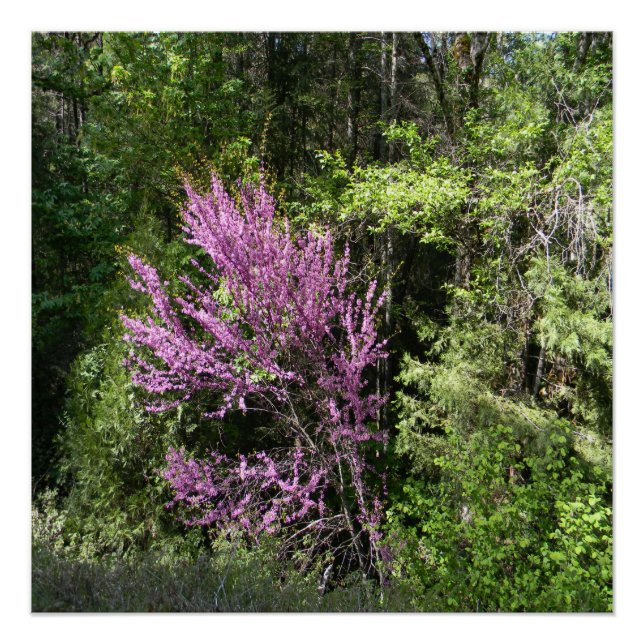 Pôster Árvore do Bud Vermelho na Primavera... (Frente)
