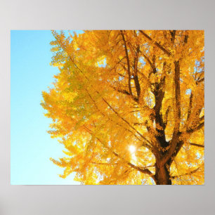 Poster Árvore do Gingko, Nagano, Japão