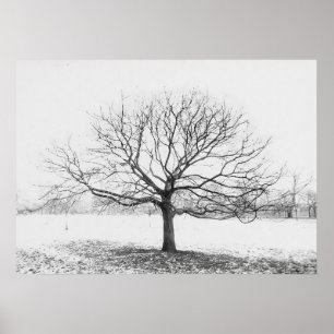 Pôster Árvore do inverno