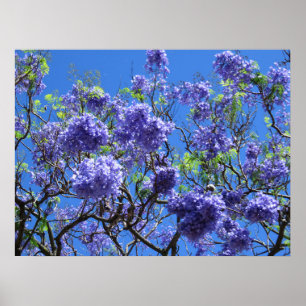Pôster Árvore do Jacaranda