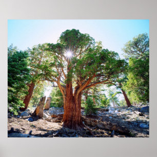 Pôster Árvore do Juniper, de crescimento antigo, nos Sie