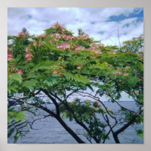 Poster Árvore do Mimosa na flor