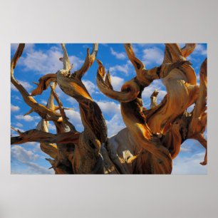 Poster Árvore do Pinheiro Bristlecone