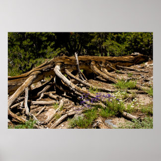 Pôster Árvore do pinheiro de Fallen