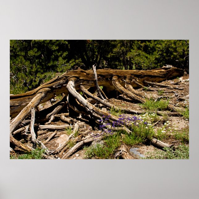 Pôster Árvore do pinheiro de Fallen (Frente)