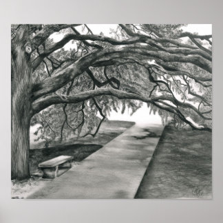 Pôster Árvore do século