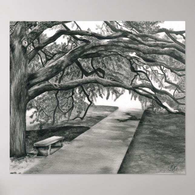 Pôster Árvore do século (Frente)