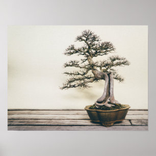 Poster Árvore dos bonsais do olmo chinês no inverno